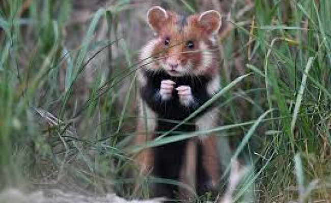 🤔 Why is the Hamster Kombat listing delayed